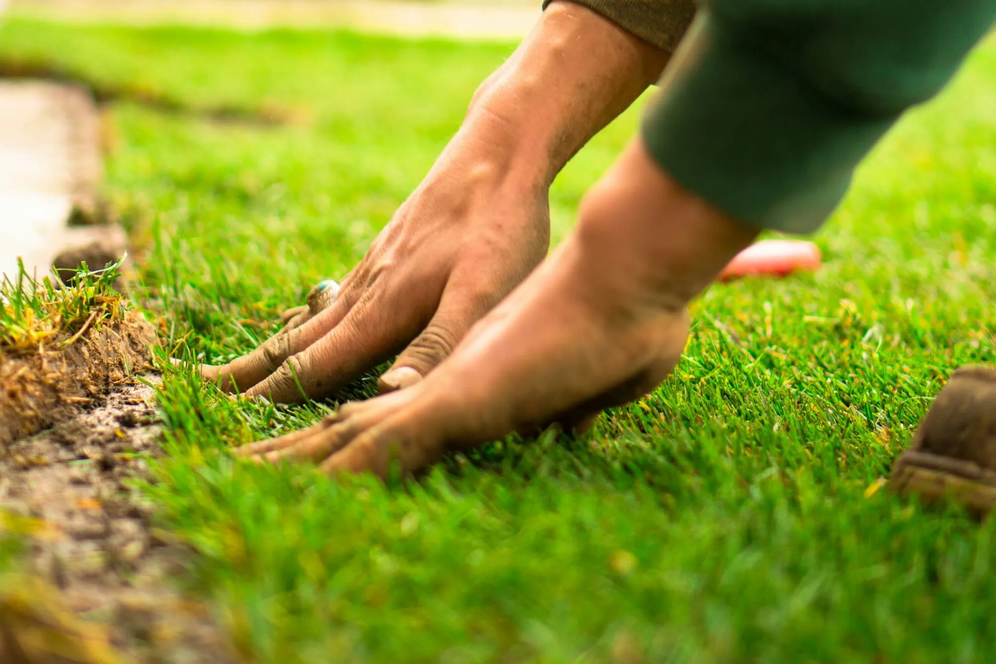 Hands pressing a fresh strip of sod into soil